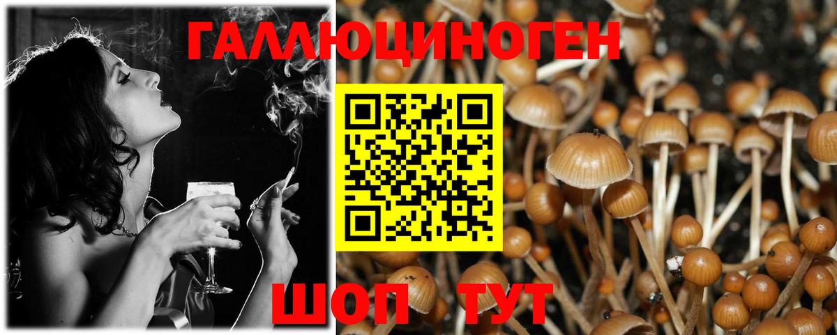 Урус-Мартан  Псилоцибиновые грибы Psilocybe  Вход с VPN 